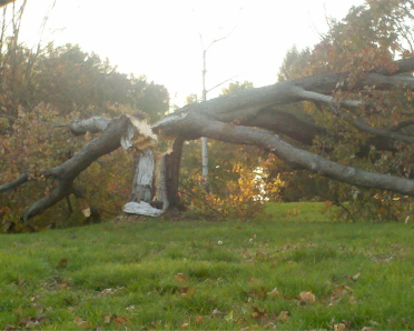 cut down tree, cut down dangerous tree philadelphia